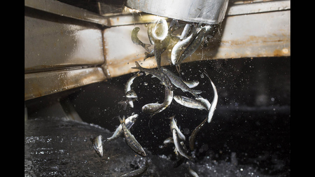 Fall Chinook Salmon smolts pour into a tanker truck at the the Coleman National Fish Hatchery near Redding, Calif. During the spring months, workers in Northern California trucked 25 million baby salmon from hatcheries in the hills to the California Delta, an unusual measure taken to circumvent drought-stricken waterways that are the salmon's normal route to the ocean.
